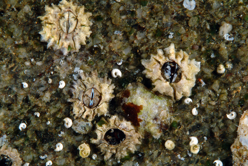 Coryphoblennius galerita